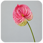 Real Touch Artificial Anthurium Flower — product photograph at AK Home